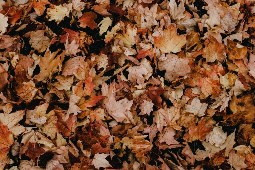 A close-up of dried, colorful maple leaves in fall covering the ground in Duluth, MN.